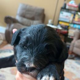Sparkler - Black and white female Bernedoodle puppy in Woodland, Georgia from Bethel Doodle Ranch