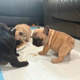 Oui (Wee) - Fawn female French Bulldog puppy in Alabama from Rathbone Bulldogs