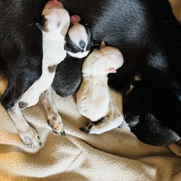 Chihuahua and Labrador Retriever Puppies from Gold Country Chihuahuas