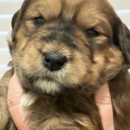 Whoodle Puppies from RockyRiverPups