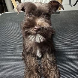 Liver Boy - Liver male Miniature Schnauzer puppy in Decatur, Texas from Virgil Farms