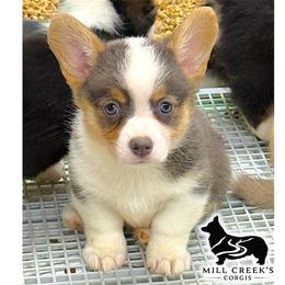 Juniper-Beautiful tri girl with natural long tail - Blue female Pembroke Welsh Corgi puppy in Taylorsville, North Carolina from Mill Creek’s Pembroke Welsh Corgis and French Bulldogs