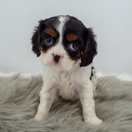 Cavalier King Charles Spaniel Puppies from Heritage Garden Cavaliers