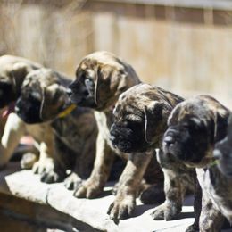 French Bulldog and Mastiff Puppies from Divine Mastiffs Ashlan French Bulldogs