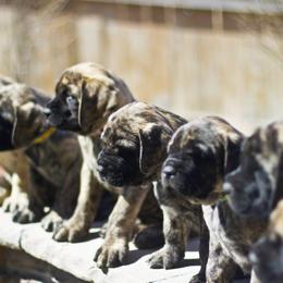 French Bulldog and Mastiff Puppies from Divine Mastiffs Ashlan French Bulldogs