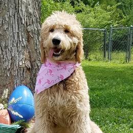 Sugar - Goldendoodle