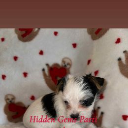 Ellie - Parti female Yorkshire Terrier puppy in Clarksburg, Indiana from Hidden Gems Parti Yorkies