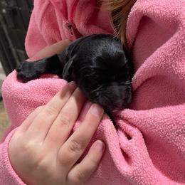 Boy 1 - Black male Labradoodle puppy in Craig, Nebraska from Top Knot Companions Poodles and Labradoodles