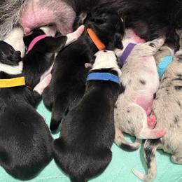 Cardigan Welsh Corgi puppies from Wynnewood Corgis