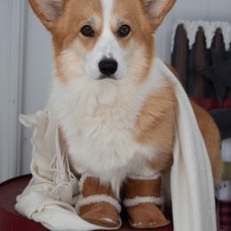 Pembroke Welsh Corgi All Grown Up from Monte Cristo Corgis