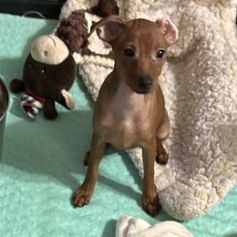 Girl 2 - Miniature Pinscher puppy from FreeSpirit Miniature Pinschers