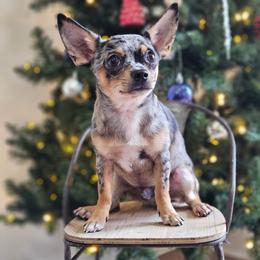 Wego - Chihuahua