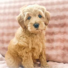Michael - Red  male Goldendoodle puppy in Garden Grove, California from Sunkissed Doodles