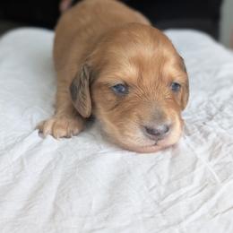 Max - Red male Dachshund puppy in Waddell, Arizona from The Bearded Companions