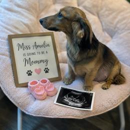 Amelia - Dachshund