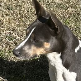 Reza - Rat Terrier