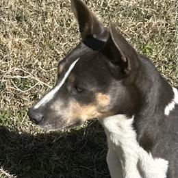 Reza - Rat Terrier