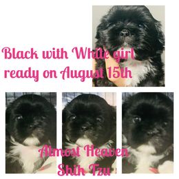 Shih Tzu Puppies from Almost Heaven Shih Tzu
