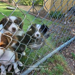 Dawn - Black tri female Toy Australian Shepherd puppy in Snowflake, Arizona from Halfpint Aussies