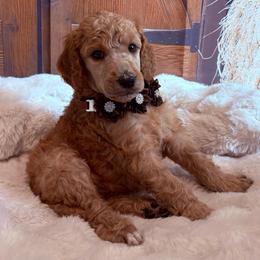 Eloise - Apricot female Poodle puppy in Fountain, Florida from Silva Royale Standard Poodles