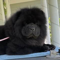 Chow Chow from Jenuine Chows