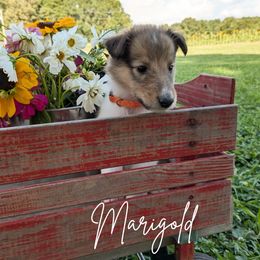 Marigold - Sable and white female Collie puppy in Charleston, Tennessee from Abundant Life Family Farm