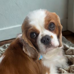 Cavalier King Charles Spaniel puppies from The House of Wiggle Waggle