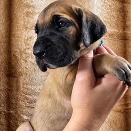 Ryder - Fawn male Great Dane puppy in Lebanon, Virginia from North Cedar Danes
