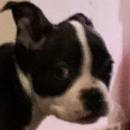 Boston Terriers from SS Boston Terriers