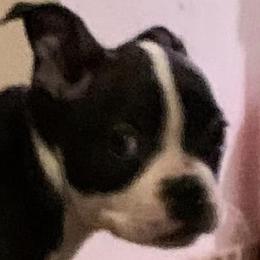 Boston Terriers from SS Boston Terriers