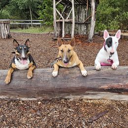 Bull Terriers from Forever Young Bull Terriers