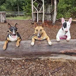 Bull Terriers from Forever Young Bull Terriers