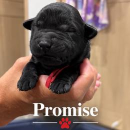 Promise - Black male Labrador Retriever puppy in Baldwin City, Kansas from Hedge Lane Labradors