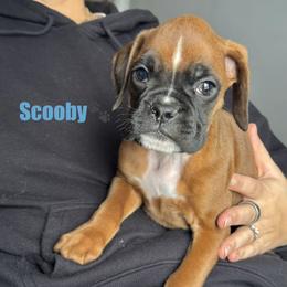 Scooby - Fawn male Boxer puppy in Cicero, New York from MK Boxer Haven of CNY