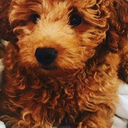 Goldendoodles from Adorable Lovable Mini Doodles