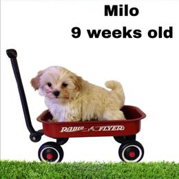 Blue boy - White and tan male Morkie puppy in Inverness, Florida from Morkies and More