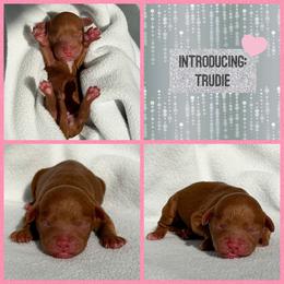 Trudie - Red  female Poodle puppy in Monroe, North Carolina from Toy Poodle Shenanigans
