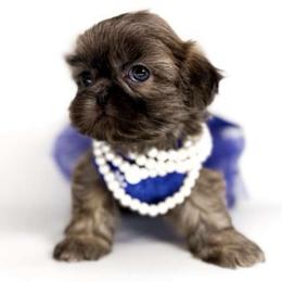 Daya - Blue female Shih Tzu puppy in League City, Texas from Divine Pups