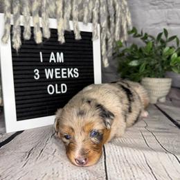 Princess Jasmine - Blue merle female Miniature Australian Shepherd puppy in Peoria, Arizona from B My Sunshines Mini Aussies