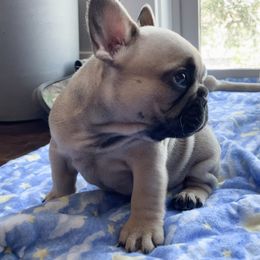 French Bulldog Puppies from Blue Lotus Frenchies