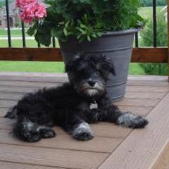 Miniature Schnauzer Puppies from Kathy Rager's Miniature Schnauzers
