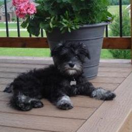 Miniature Schnauzer Puppies from Kathy Rager's Miniature Schnauzers