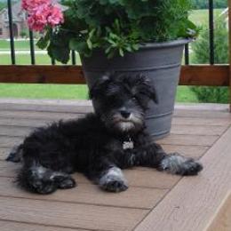 Miniature Schnauzer Puppies from Kathy Rager's Miniature Schnauzers