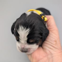 Yellow collar female - Tri-Roan female English Springer Spaniel puppy in Vista, California from Karen Freitas