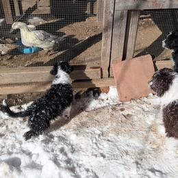 Aussiedoodle Puppies from Ridgeview Aussiedoodles
