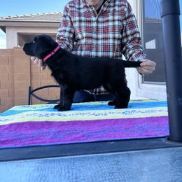 Purple collar - Black female Labrador Retriever puppy in Buckeye, Arizona from Foothills Labrador Retrievers
