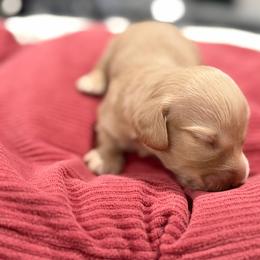 Daisy Duke - Cream female Dachshund puppy in Wesley Chapel, Florida from Russell Lee Overton