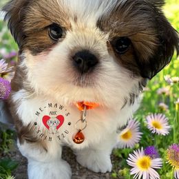 Lillie pad - Liver and white female Shih Tzu puppy in Rolling Hills, California from MeMaw Shih Tzus