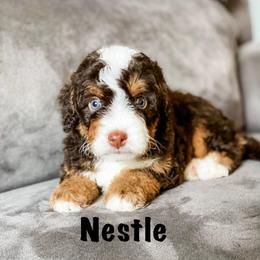 Nestle - Brown and white male Bernedoodle puppy in Hudson, Indiana from TurkeyCreek-K9