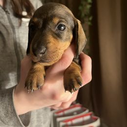 Green Collar - Wild boar Dachshund puppy in La Pine, Oregon from RoseDox Dachshunds